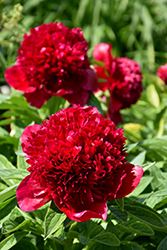 Red Charm Peony (Paeonia 'Red Charm') at Parkland Garden Centre