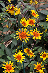 Burning Hearts False Sunflower (Heliopsis helianthoides 'Burning Hearts') at Parkland Garden Centre