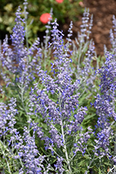 Lacey Blue Russian Sage (Perovskia atriplicifolia 'Lacey Blue') at Parkland Garden Centre