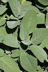 Common Sage (Salvia officinalis) at Parkland Garden Centre