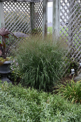 Prairie Winds Apache Rose Switch Grass (Panicum virgatum 'Apache Rose') at Parkland Garden Centre