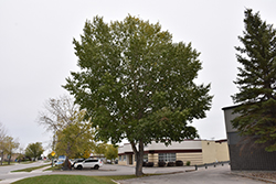 Northwest Poplar (Populus x jackii 'Northwest') at Parkland Garden Centre