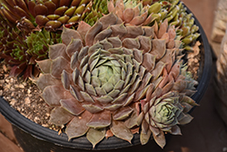 Chick Charms Berry Blues Hens And Chicks (Sempervivum 'Berry Blues') at Parkland Garden Centre