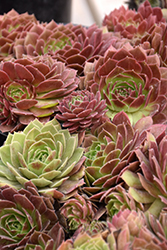 Chick Charms Cherry Berry Hens And Chicks (Sempervivum 'Cherry Berry') at Parkland Garden Centre