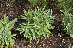 Common Sage (Salvia officinalis) at Parkland Garden Centre