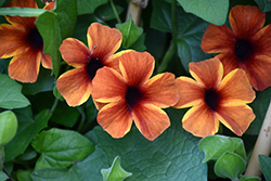 Tangerine Slice A-Peel Black-Eyed Susan (Thunbergia alata 'DL1501') at Parkland Garden Centre