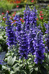 Rockin' Playin' The Blues Salvia (Salvia 'Balsamispim') at Parkland Garden Centre