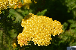 Skysail Yellow Yarrow (Achillea millefolium 'Skysail Yellow') at Parkland Garden Centre