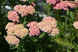 Skysail Bright Pink Yarrow (Achillea millefolium 'Skysail Bright Pink') at Parkland Garden Centre