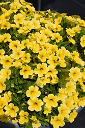 Calipetite Yellow Calibrachoa (Calibrachoa 'Calipetite Yellow') at Parkland Garden Centre