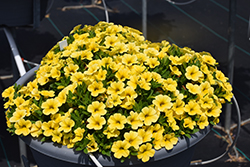 Calipetite Yellow Calibrachoa (Calibrachoa 'Calipetite Yellow') at Parkland Garden Centre