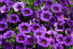 Calipetite Blue Calibrachoa (Calibrachoa 'Calipetite Blue') at Parkland Garden Centre