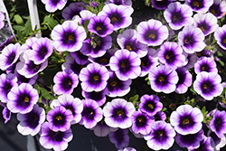 Superbells Blue Moon Punch Calibrachoa (Calibrachoa 'Superbells Blue Moon Punch') at Parkland Garden Centre