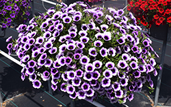 Superbells Blue Moon Punch Calibrachoa (Calibrachoa 'Superbells Blue Moon Punch') at Parkland Garden Centre