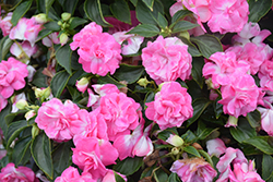 Rockapulco Rose Impatiens (Impatiens 'BALOLESTOP') at Parkland Garden Centre