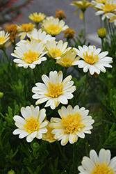 Bright Lights Double Moonglow African Daisy (Osteospermum 'Bright Lights Double Moonglow') at Parkland Garden Centre