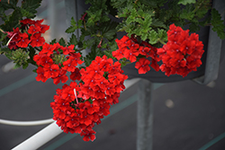 Superbena Royale Red Verbena (Verbena 'AKIV5-4') at Parkland Garden Centre