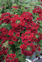 Superbena Royale Romance Verbena (Verbena 'RIKAV38602') at Parkland Garden Centre