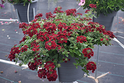 Superbena Royale Romance Verbena (Verbena 'RIKAV38602') at Parkland Garden Centre