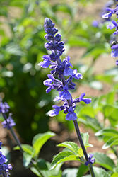 Rockin' Playin' The Blues Salvia (Salvia 'Balsamispim') at Parkland Garden Centre