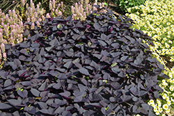 Sweet Caroline Sweetheart Jet Black Sweet Potato Vine (Ipomoea batatas 'NCORNSP-021SHJB') at Parkland Garden Centre