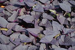 Sweet Caroline Sweetheart Jet Black Sweet Potato Vine (Ipomoea batatas 'NCORNSP-021SHJB') at Parkland Garden Centre