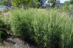 Prairie Winds Apache Rose Switch Grass (Panicum virgatum 'Apache Rose') at Parkland Garden Centre