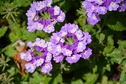 Superbena Sparkling Amethyst Verbena (Verbena 'VEAZ0019') at Parkland Garden Centre