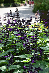 Rockin' Deep Purple Sage (Salvia 'BBSAL09001') at Parkland Garden Centre