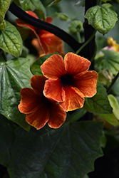 Tangerine Slice A-Peel Black-Eyed Susan (Thunbergia alata 'DL1501') at Parkland Garden Centre