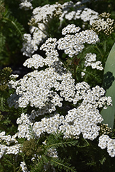 New Vintage White Yarrow (Achillea millefolium 'Balvinwite') at Parkland Garden Centre