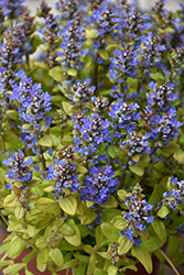 Feathered Friends Fancy Finch Bugleweed (Ajuga 'Fancy Finch') at Parkland Garden Centre
