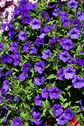 ColorRush Blue Petunia (Petunia 'Balcushlu') at Parkland Garden Centre