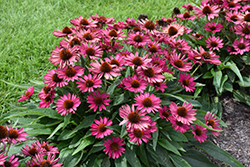 Kismet Raspberry Coneflower (Echinacea 'TNECHKR') at Parkland Garden Centre