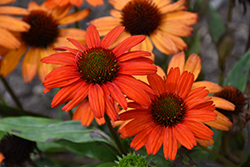 Kismet Intense Orange Coneflower (Echinacea 'TNECHKIO') at Parkland Garden Centre