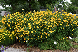 Burning Hearts False Sunflower (Heliopsis helianthoides 'Burning Hearts') at Parkland Garden Centre