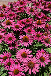 Kismet Raspberry Coneflower (Echinacea 'TNECHKR') at Parkland Garden Centre