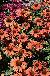 Kismet Intense Orange Coneflower (Echinacea 'TNECHKIO') at Parkland Garden Centre